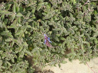 Coleus neochilus, photographed by Shaun Swanepoel