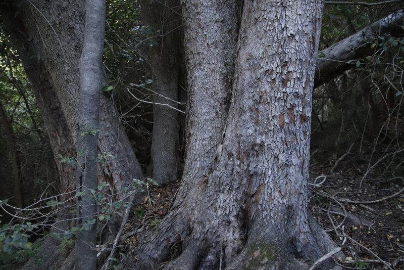 Olinia ventosa, photographed by Tony Rebelo