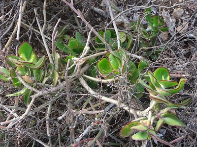 Cotyledon orbiculata, photographed by Shaun Swanepoel