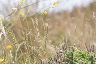 Lolium rigidum