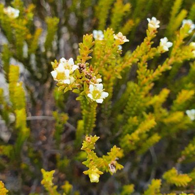 Diosma oppositifolia, photographed by Corli du Toit Smith