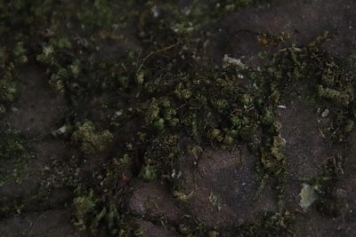 Leptodon smithii, photographed by Tony Rebelo