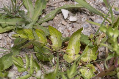 Helosciadium nodiflorum, photographed by Eleftherios Katsillis