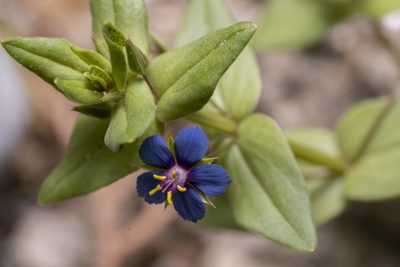Lysimachia foemina, photographed by Eleftherios Katsillis