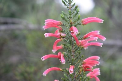 Erica discolor, photographed by Justin Ponder