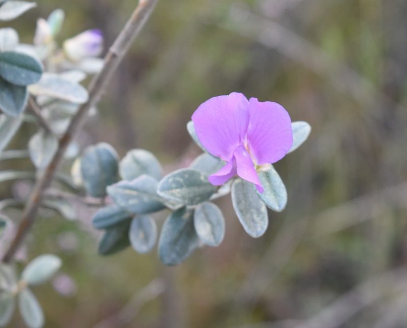 Podalyria myrtillifolia, photographed by Justin Ponder