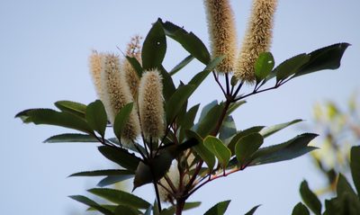 Cunonia capensis, photographed by Tony Rebelo