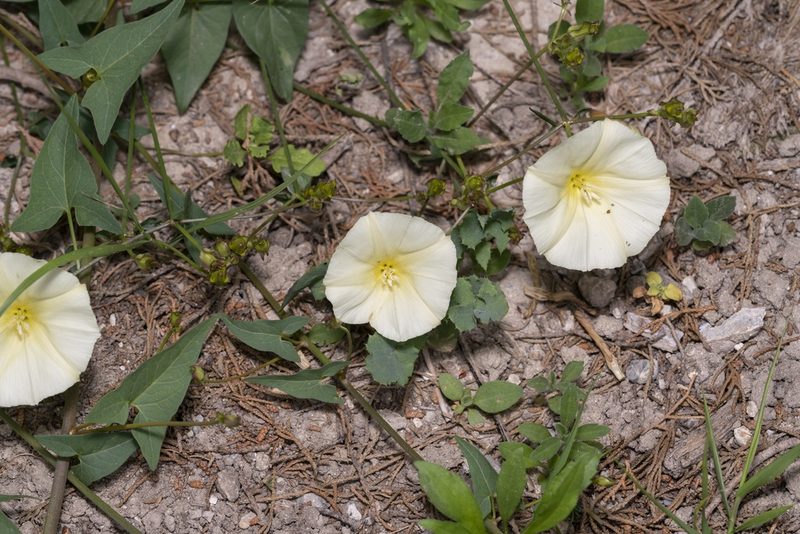 Convolvulus scammonia, photographed by Eleftherios Katsillis