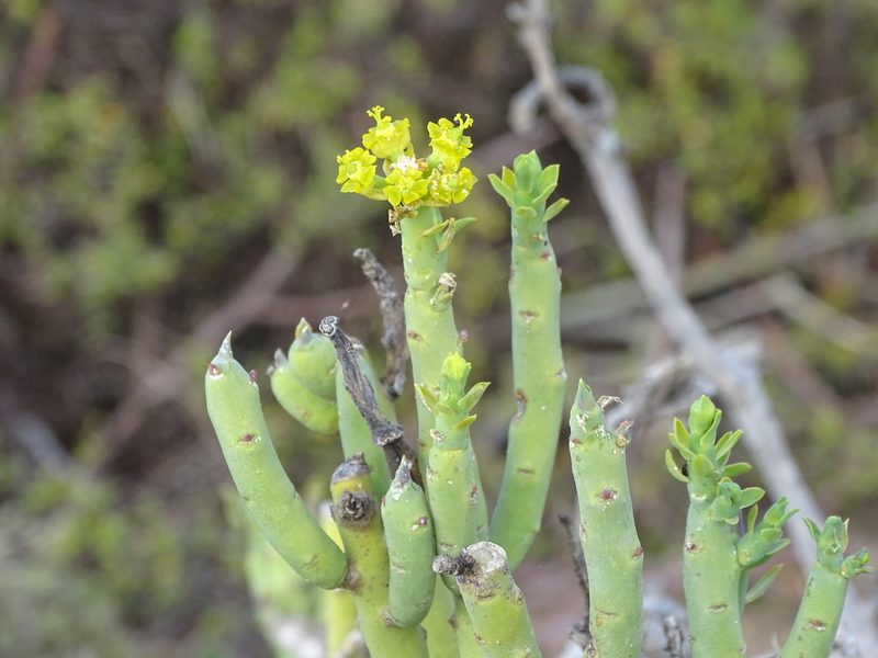 Euphorbia mauritanica, photographed by Shaun Swanepoel