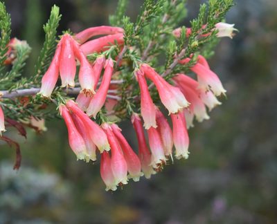 Erica discolor, photographed by Justin Ponder