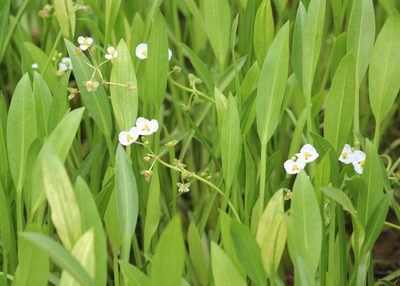 Sagittaria platyphylla, photographed by Steven Lamonde