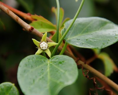 Cynanchum obtusifolium, photographed by Tony Rebelo