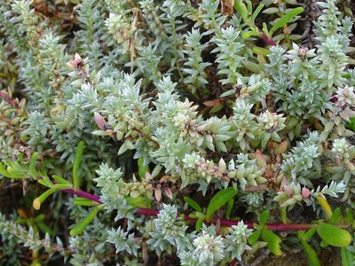 Chenolea diffusa, photographed by Shaun Swanepoel