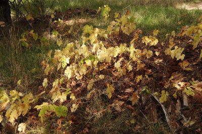 Vitis vinifera, photographed by Tony Rebelo