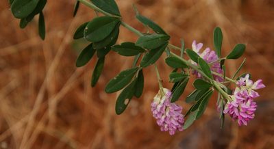 Indigofera cytisoides, photographed by Tony Rebelo