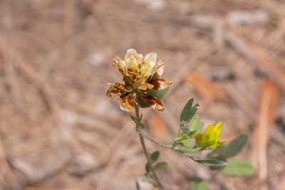 Trifolium boissieri, photographed by Eleftherios Katsillis