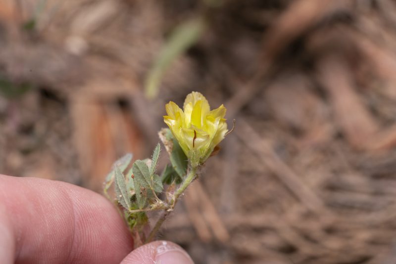 Trifolium boissieri, photographed by Eleftherios Katsillis