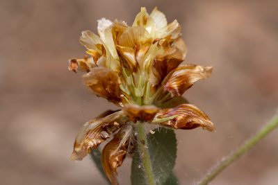Trifolium boissieri, photographed by Eleftherios Katsillis