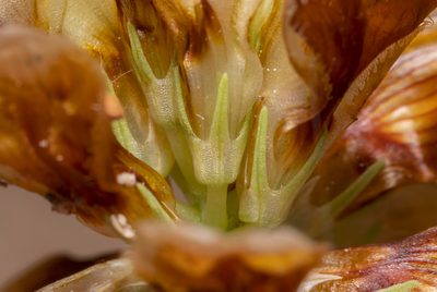 Trifolium boissieri, photographed by Eleftherios Katsillis