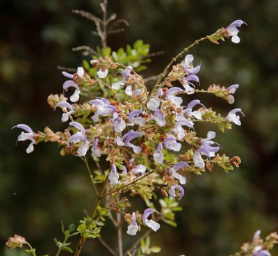 Salvia chamelaeagnea, photographed by Tony Rebelo