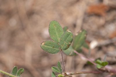 Trifolium boissieri, photographed by Eleftherios Katsillis