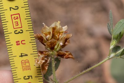 Trifolium boissieri, photographed by Eleftherios Katsillis