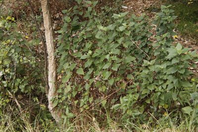 Ageratina adenophora, photographed by Tony Rebelo
