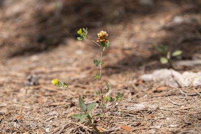 Trifolium boissieri, photographed by Eleftherios Katsillis