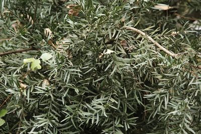 Afrocarpus falcatus, photographed by Tony Rebelo