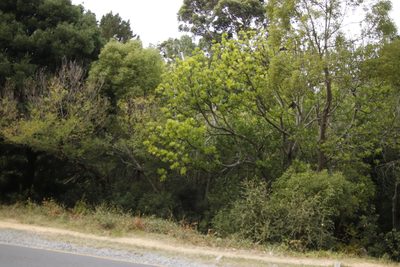 Harpephyllum afrum, photographed by Tony Rebelo