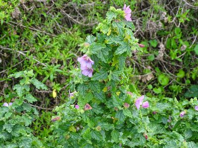 Anisodontea scabrosa, photographed by Shaun Swanepoel