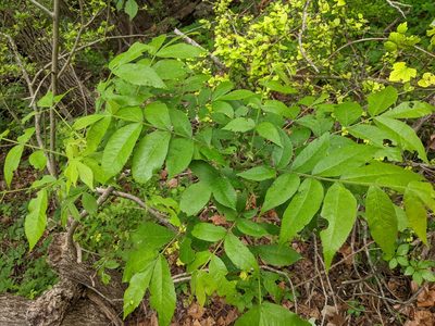 Carya illinoinensis, photographed by Adam Kranz