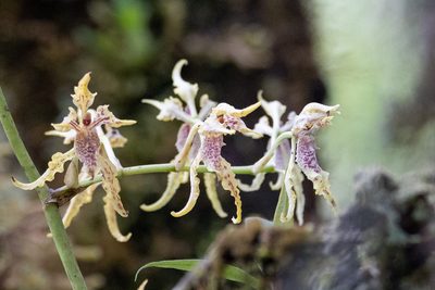 Cyrtochilum tetraplasium, photographed by Thibaud Aronson