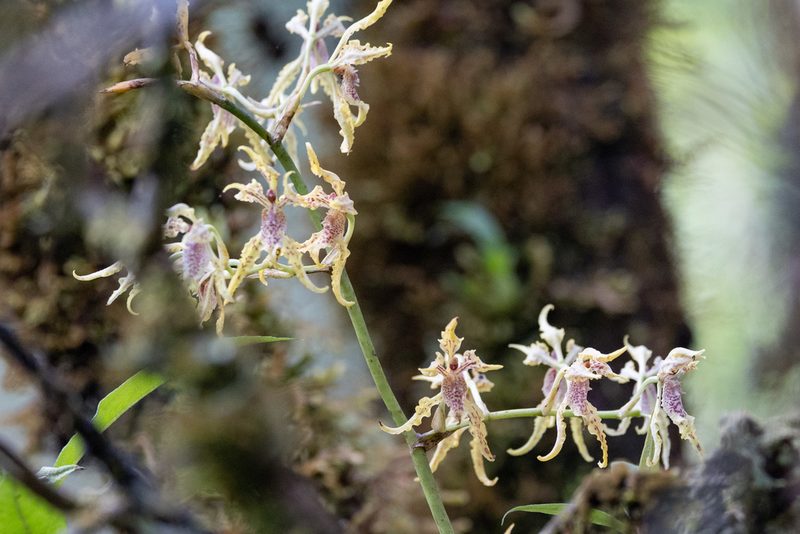 Cyrtochilum tetraplasium, photographed by Thibaud Aronson