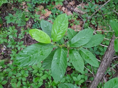 Frangula caroliniana, photographed by Adam Kranz