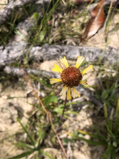 Helenium brevifolium, photographed by Rosario Douglas