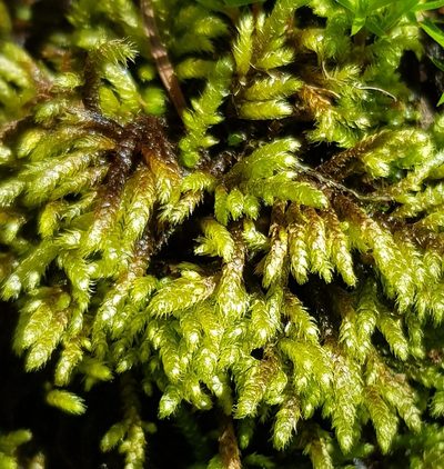 Hyocomium armoricum, photographed by Helen Waterman