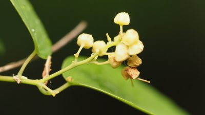 Berchemia scandens, photographed by Adam Kranz