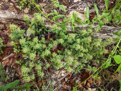 Hedeoma acinoides, photographed by Adam Kranz