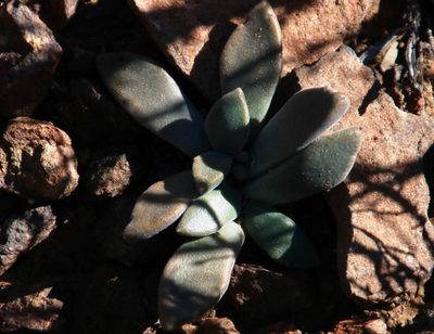 Deilanthe peersii, photographed by Tony Rebelo