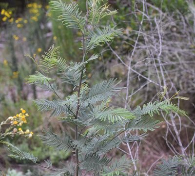 Acacia mearnsii, photographed by Justin Ponder