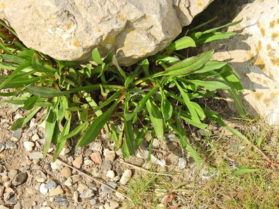 Tripolium pannonicum, photographed by Susan Marley