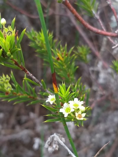 Diosma aristata, photographed by kevin koen