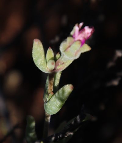 Trichodiadema obliquum, photographed by Tony Rebelo