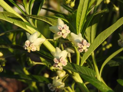 Gomphocarpus physocarpus, photographed by Oscar Alejandro Morales Juárez