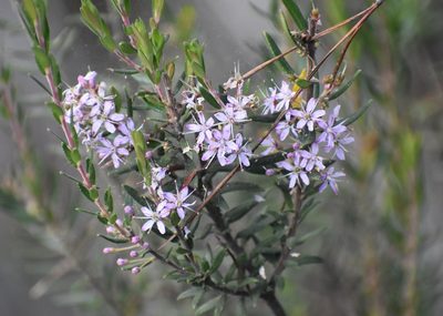 Agathosma ovata, photographed by Justin Ponder