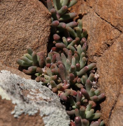 Mesembryanthemum grossum, photographed by Tony Rebelo
