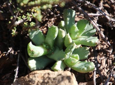 Stomatium viride, photographed by Tony Rebelo