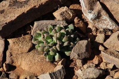 Stomatium viride, photographed by Tony Rebelo