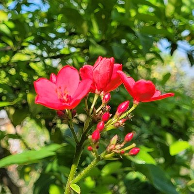 Jatropha integerrima, photographed by Maria Janeiro